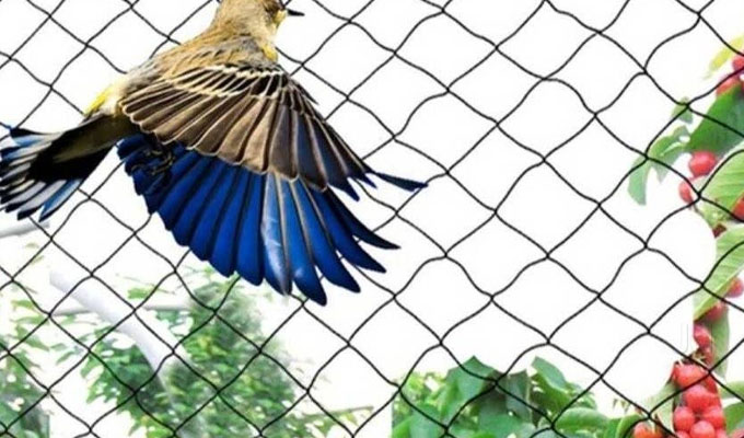 Anti Bird Nets In Nallagandla